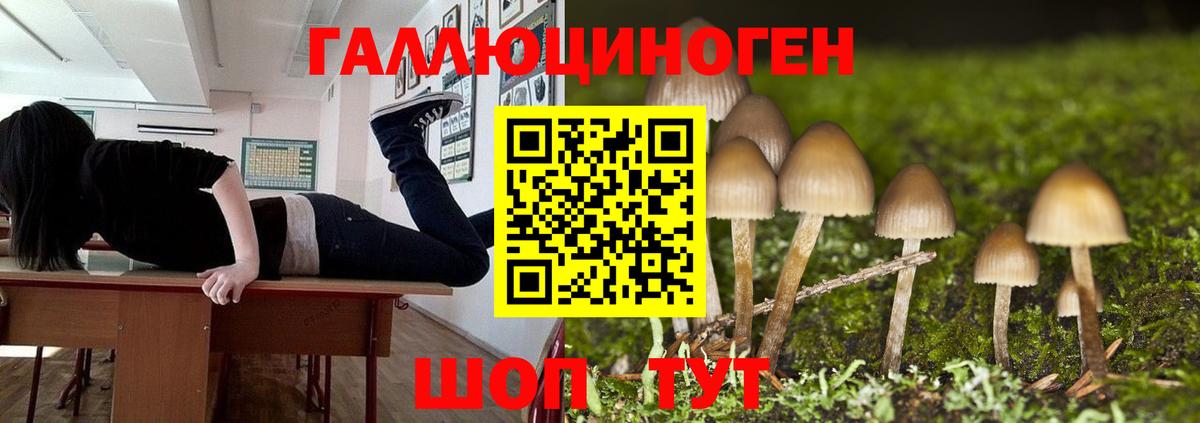 Галлюциногенные грибы Psilocybe Строитель